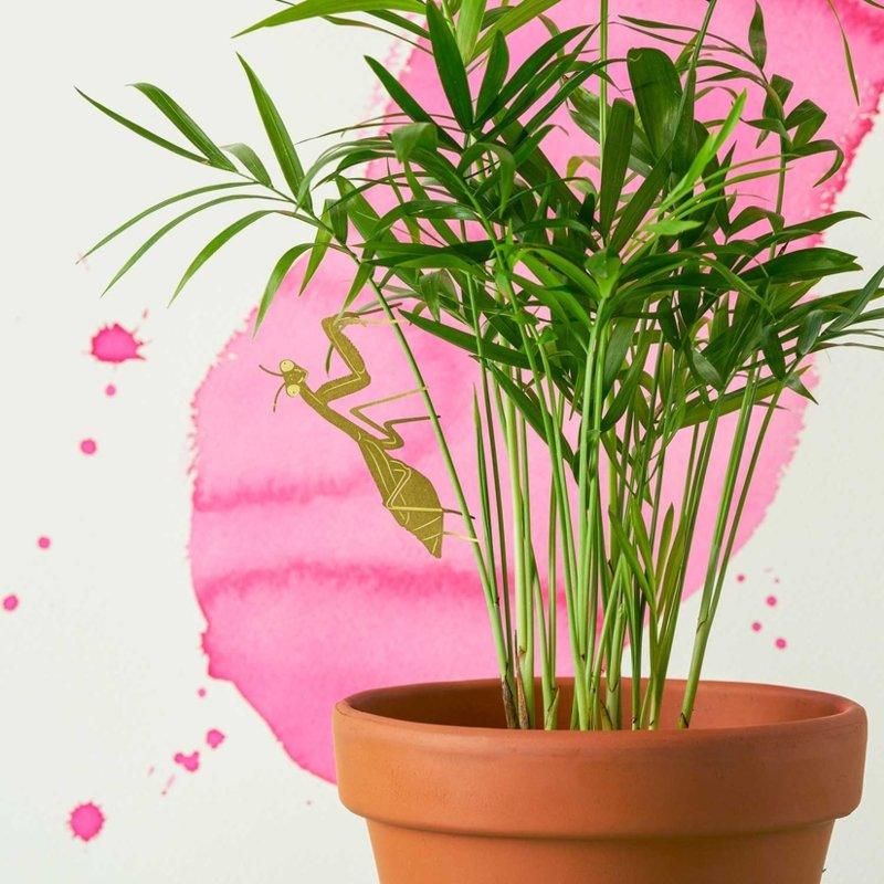 Planten diertje bidsprinkhaan